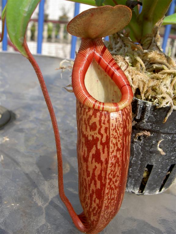 Nepenthes ventricosa x spectabilis 2